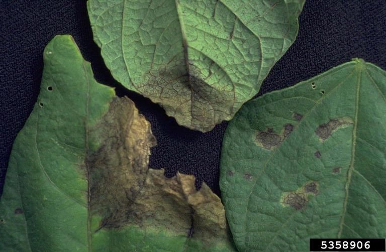 Ascoquitose (Ascochyta sp)